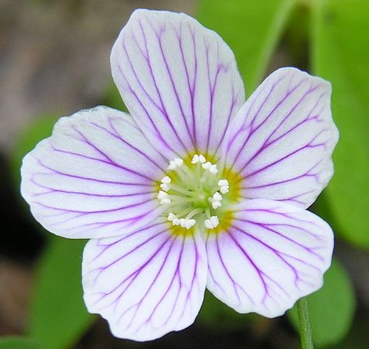 Oxalis